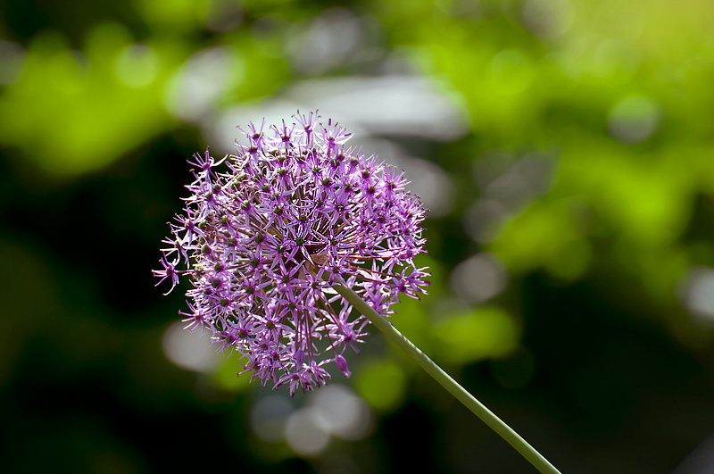 24 Blume-D33_7469.jpg